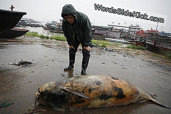 32 Dead Porpoises'I Murettekitavat Metsloomade Eksperti