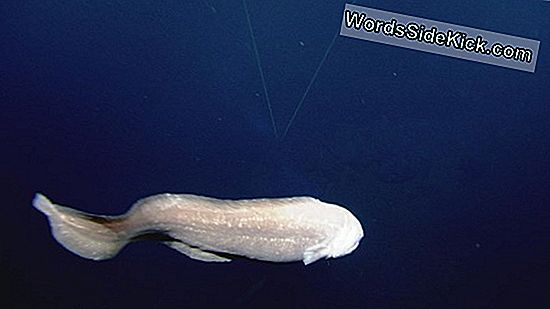 Deep-Sea Worms Ei Voi Ottaa Lämpöä