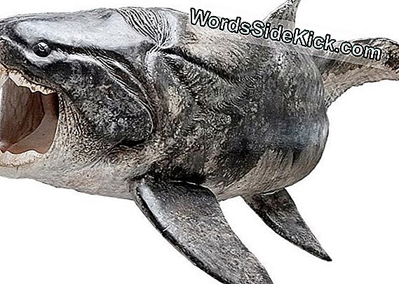 Ancient Toothy Fish Kerran Kietoutunut Arctic Waters