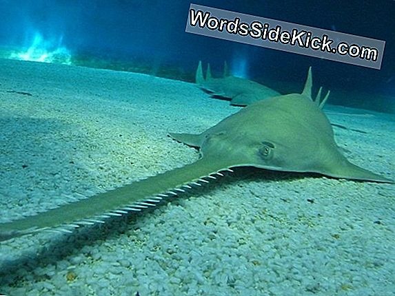 Giant Sawfish Kas Neitsi Sünnid, Kirjutada Bioloogia Õpikud