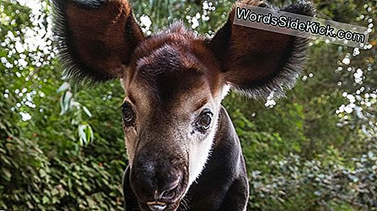 Okapi: Metsa Kaelkirjakist Pärinevad Faktid
