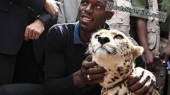 Usain Bolt Vs Cheetah: Loomade Kuningriigi Olümmend
