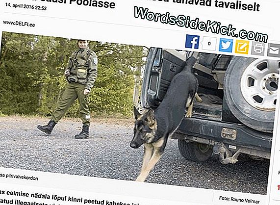 Miks Tuhanded Lumekered Ilmuvad Siberi Rannale?