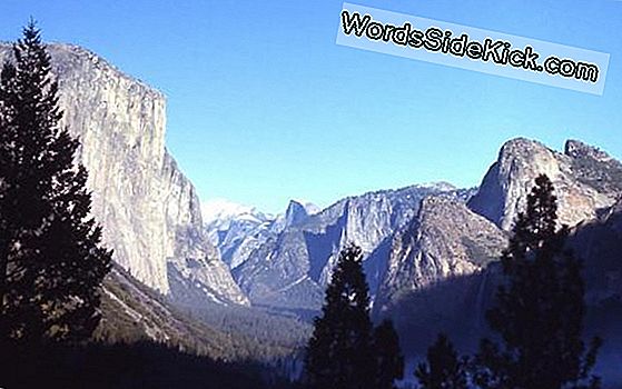 Yosemite Outsmarts Oma Toiduparandus Bearid