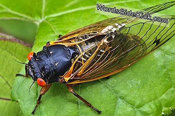 Cicadas Käytä 