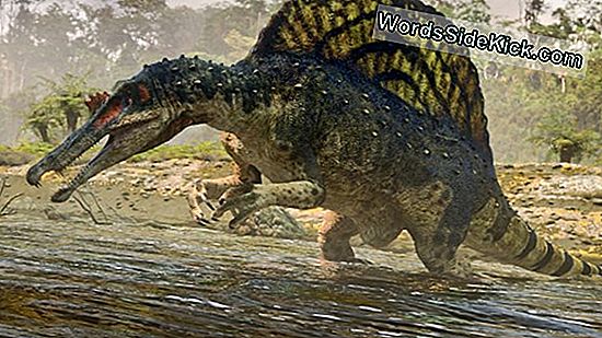 Spinosaurus: Suurim Lihasööja Dinosaurus