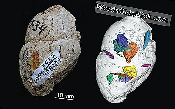 Extinct Doggos 'Botverpletterend Dieet Bewaard In Fossil Poop