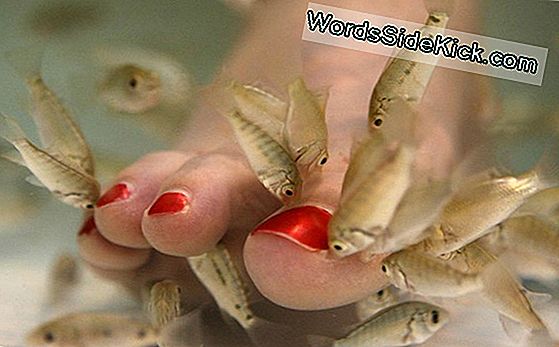 Naise Fish Pedicure, Mis On Seotud Odd Toenail Probleemiga