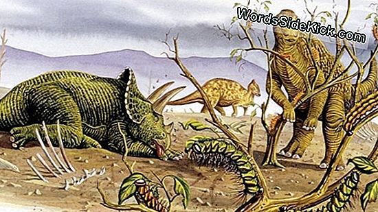 Plant-Eating Dinos Kasvoi Nopeasti Tyrannosaurusten Torjumiseksi