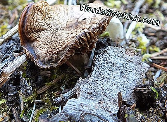 Freaky Fungi Hehkuu Pimeässä