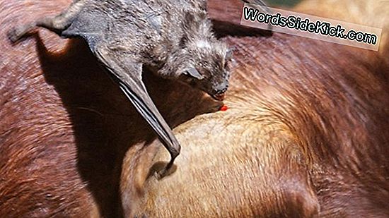 Bats 'Taste' Prey Evés Előtt