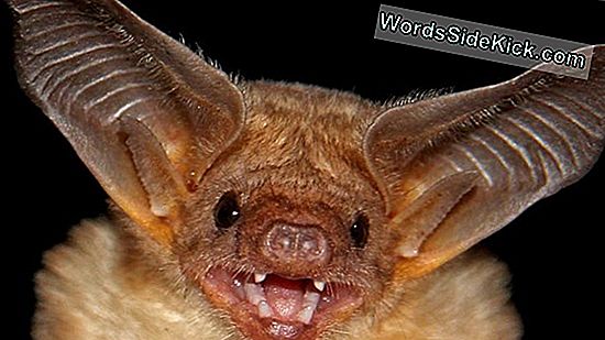 Bats Isännöi Yli 60 Ihmisperäistä Virusta