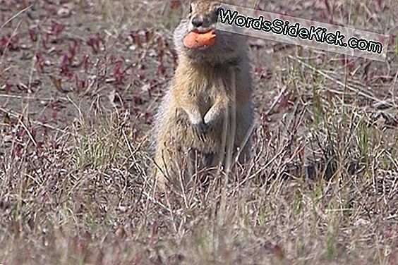 Arctic Squirrels Share Circadian Secrets (Video)