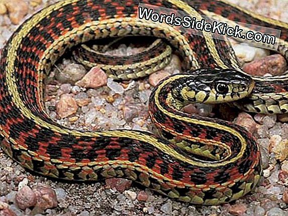 Garter Snake Faktat