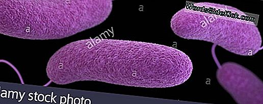 Vibrio Figyelmeztetések: Hogyan Kell Elkerülni Az Óceánban Lakó Baktériumokat?