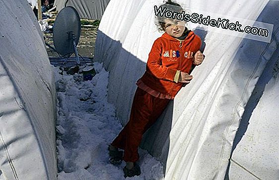 Miksi Miljoonat 'Purjehdus' Olennot Hyökkäävät Länsirannikolla