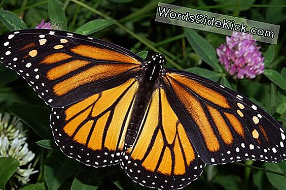 Monarch Butterflies Pidetään Uhanalaisten Lajien Tilan Mukaan