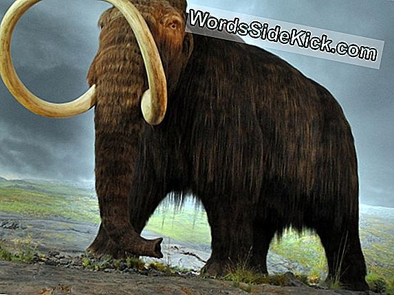 Woolly Mammoths Voisi Kloonata Jonain Päivänä, Tutkija Sanoo