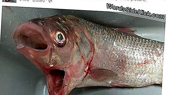 Kala Leukaa Silmässä: Rantaviiva Lehdet Epämuodollisella Maladyilla