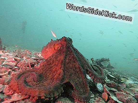 Octopuses Are Surprisingly Social - Ja Vastakkainasettelu, Tutkijat Löytävät