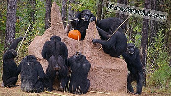 Haven To Chimps, Gorilla Laajenee