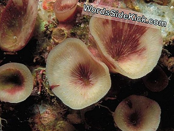 Strange Cave-Dwelling Coral Löydettiin Trooppisten Riuttojen