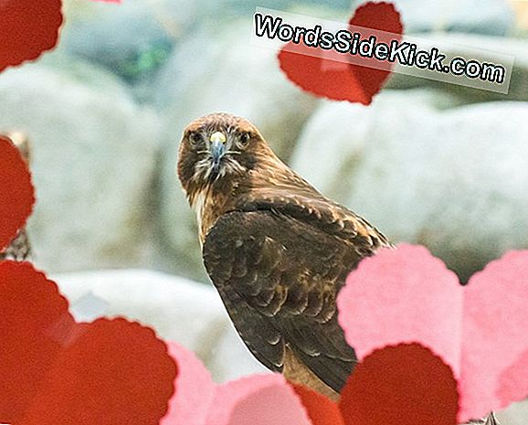 Wild Valentines: Dierentuindieren Genieten Van Snoepjes (En Een Beetje Bruto)