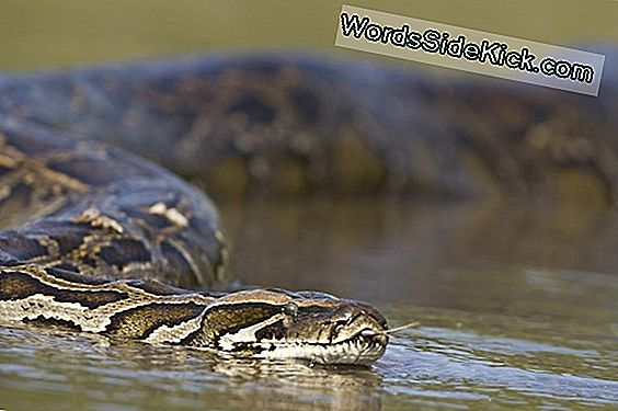 Florida Sponsorit Python Roundup