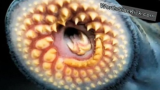 Bizarre Fish Ovat Tappavia Deep-Sea Predators (Ja Twitter Stars)