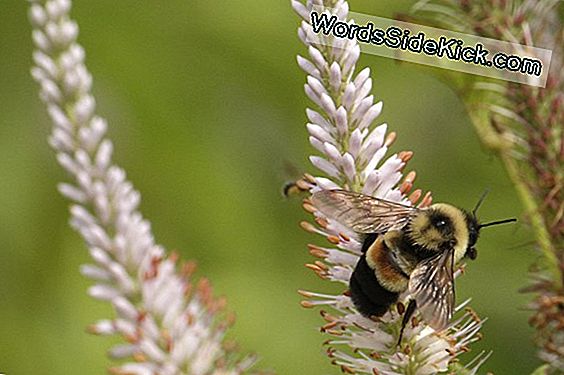 Rusty Patched Bumblebee Ilmoitti Uhanalaiseksi