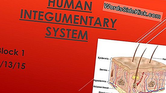 Human Integumentary System -Järjestelmän Kaavio (Infographic)