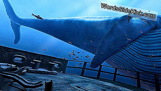 Sukella Blue Whale New Virtual-Reality -Kokemukseen