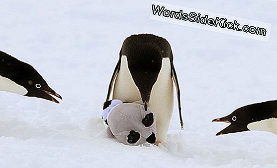 Etelämantereen Pingviinit Etsivät Tutkimuskameraa, Jatketaan Tekemään Kaikkein Sokeimmista Itsestä