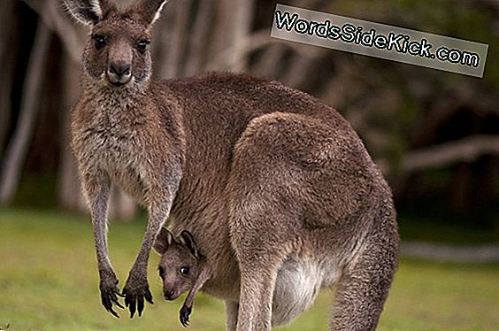 Creepy Kangaroos: Why They Stand So Still