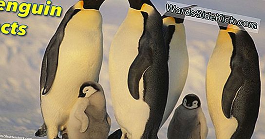 Penguin Facts: Laji Ja Luontotyyppi