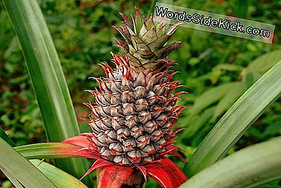 Pineapple: Gezondheidsvoordelen, Risico'S En Voedingsfeiten