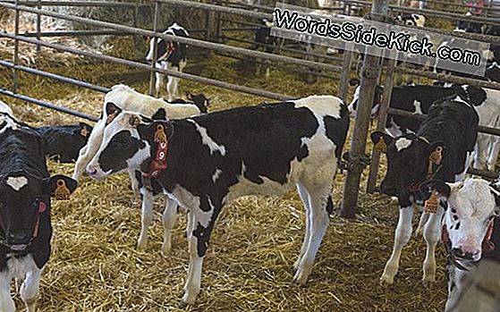 Des Vaches Avec Des Noms Font Plus De Lait