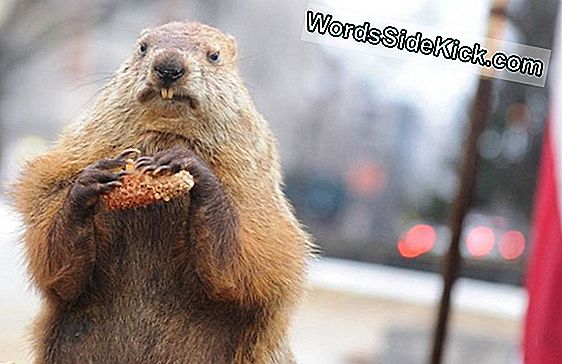 Punxsutawney Phil: La Marmotte Derrière Le Mythe