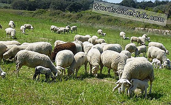 Faits Sur Les Moutons