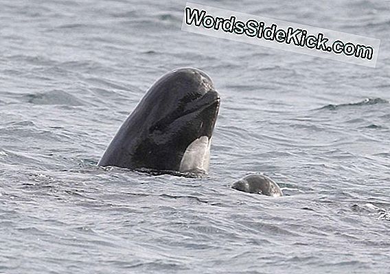 16 Baleines Échouées Au Large Des Florida Keys