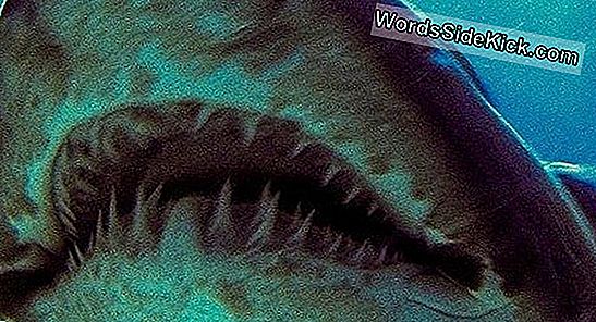 Les Requins Mangeurs D'Hommes «Voyous» Australiens Poursuivent Des Baleines