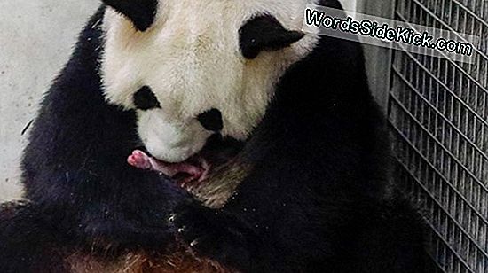 Faits Sur Les Pandas Rouges