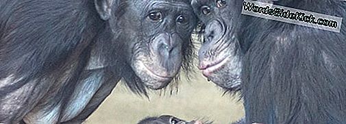 Bonobos Femelles Se Vantent Lors De Rapports Sexuels En Ascension Sociale