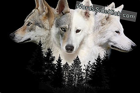 Portée De Chiots De Loups Rares Et À La Nuque Menottée Nés En Virginie