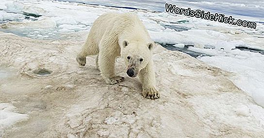 Les Ours Polaires Parcourent Des Centaines De Kilomètres En Une Seule Fois