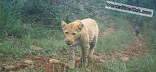 Une Faune Rare Capturée Par Des Pièges Photographiques En Thaïlande