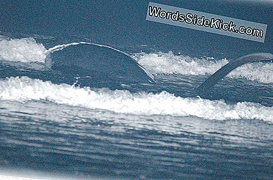 Baleine Échouée Euthanasiée Dans La Baie De Long Island