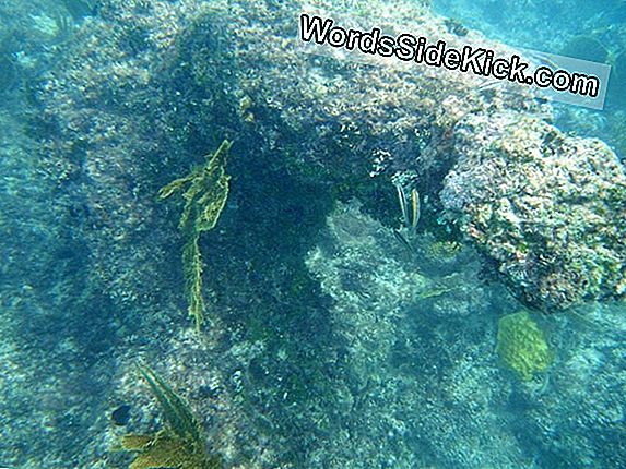 Des Vagues Brisent Un Embryon De Corail En Jumeaux Identiques