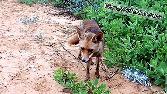 Est-Ce Que Manger De La Nourriture Pour Animaux Me Tuer?