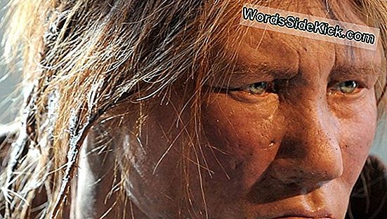 Les Néandertaliens Maudits Par Des Cerveaux Centrés Sur La Vision